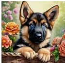 Chiot berger allemand