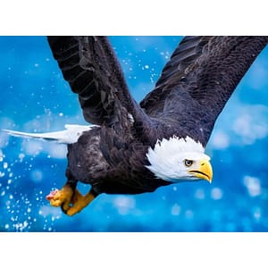 Aigle en vol 30x40cm Plein