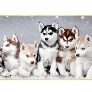 Famille Huskies