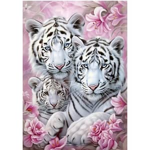 Tigres blancs + roses