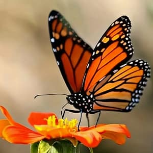 Papillon orange